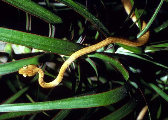 Brown tree snake, Boiga irregularis.